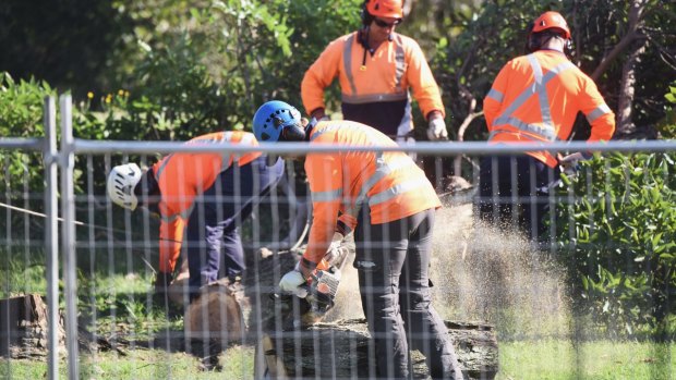 Contractors chainsaw trees on the edge of Sydney's Centennial Park on Friday morning. 