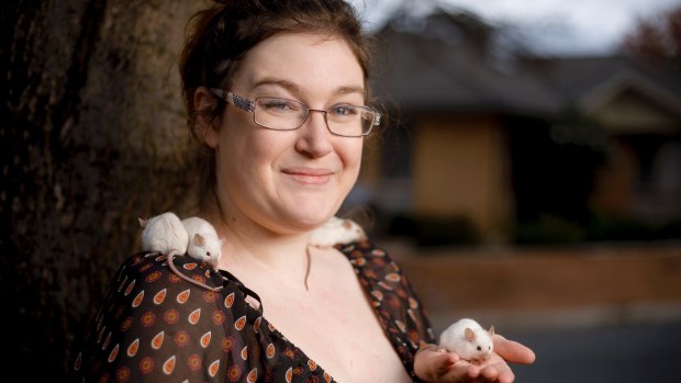 Stephanie Richardson from Blazing Tails Rodentry with some Agouti Siamese mice. 