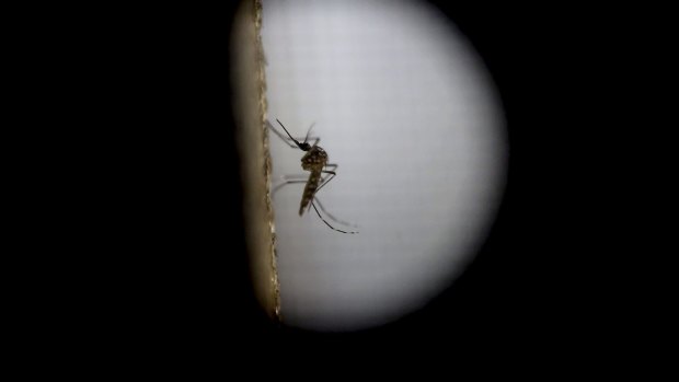 The Aedes Aegypti mosquito, responsible for the global spread of the Zika virus.