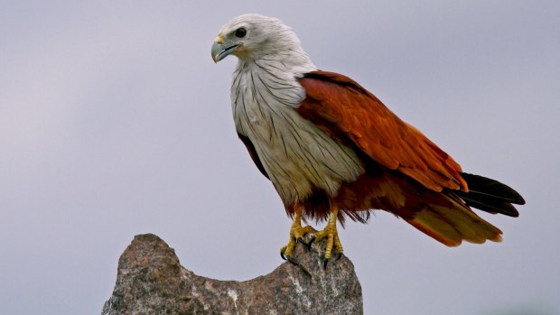 A brahminy kite in the national park.