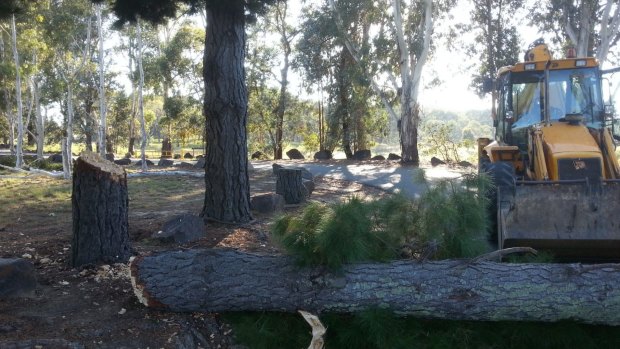 One of the trees chopped down by vandals at Pine Island recreation reserve.
