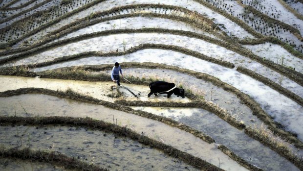 A farmer ploughs a field in Jiangxi province. Much of China's arable land is polluted.