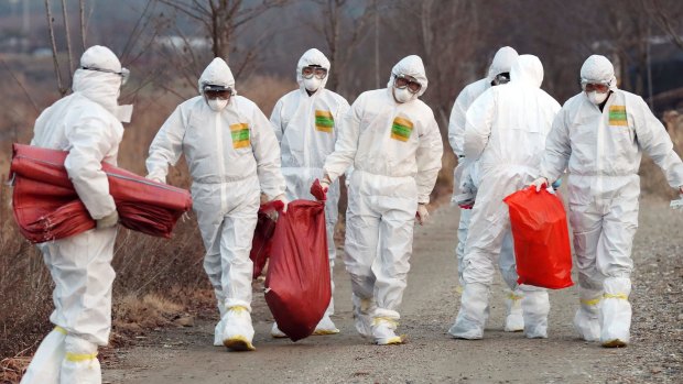 Health officials carry a sack containing killed chickens after a suspected case of bird flu in Incheon, South Korea, last year. 