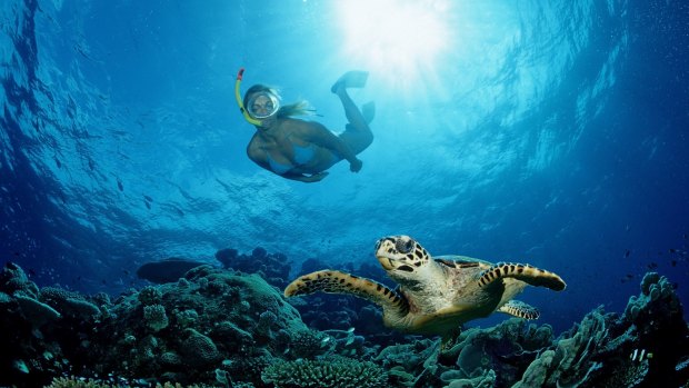 Hawksbill Turtle and Skin Diver, Eretmochelys imbricata, Indian Ocean, Meemu Atoll, Maldives.
