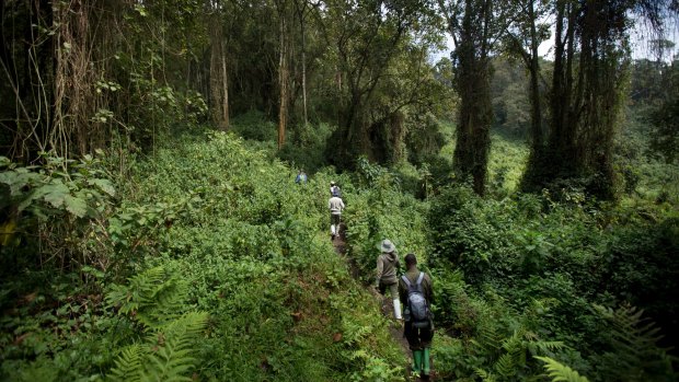 Dense vegetation in Volcanoes National Park, northern Rwanda. 