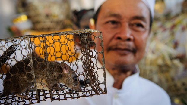 A Balinese man with a caged rat. On Bali, a symbolic Hindu cremation ritual is sometimes performed for rats in the hope that they will spare local crops.
