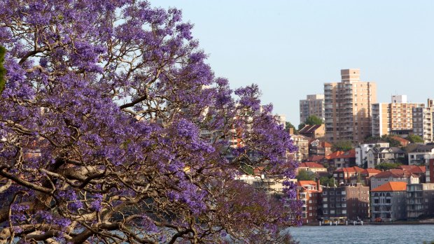The risk that residents will use the excuse of bushfire protection to remove a tree that obscures a harbour view is real. 
