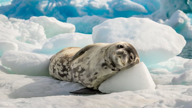 A seal rests on an iceberg.