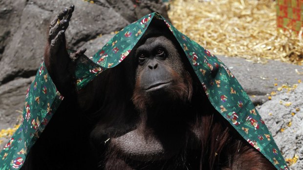 Sandra the orangutan has been granted a measure of freedom by a court in Argentina.