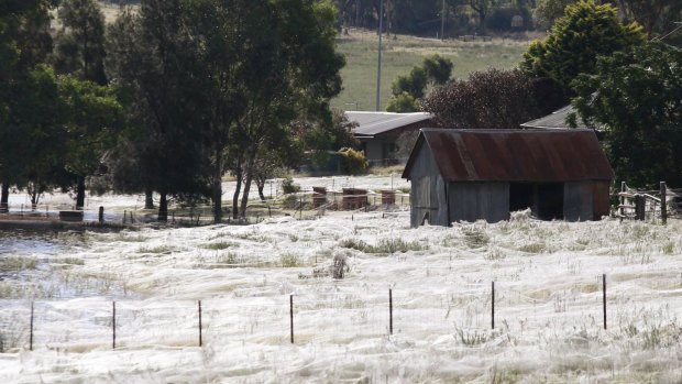 A home surrounded by spiderwebs as floodwaters rise around Wagga Wagga in 2012. 