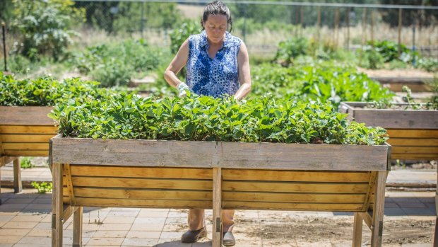 Katrina Willis tends the strawberry beds at the railway park organic community garden.
