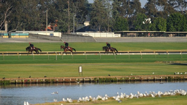 International Cup horses at Sandown Racecourse.