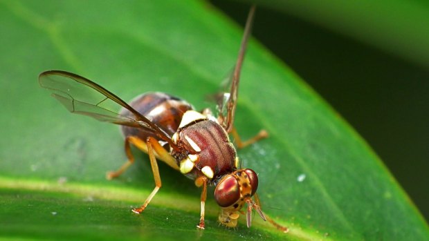 A Queensland fruit fly, like those discovered in Auckland.