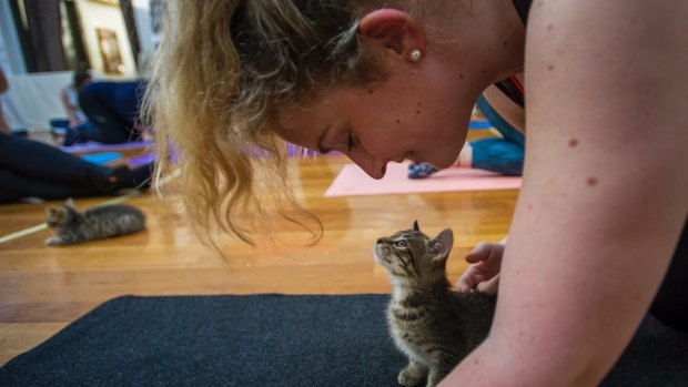 A kitten keeps an eye on Zoe Sanders of Mawson during cat pose. 