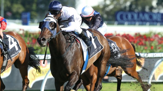 New home: Burning Passion is the favourite for Saturday's Winter Stakes at his first start for Mark Newnham.