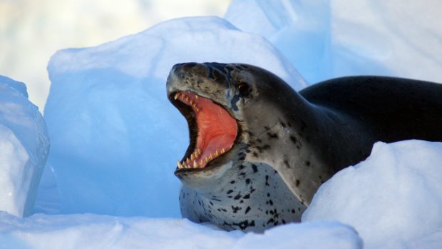A leopard seal in a bad mood.