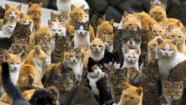 This is our island: Cats crowd the harbour at Aoshima.