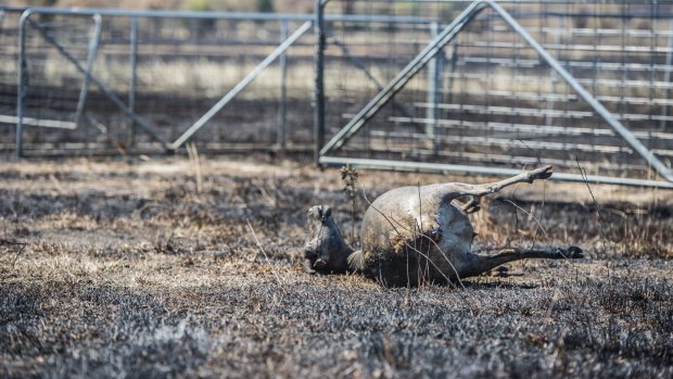 Livestock lost in the Tarago fires on a farm near Mount Fairy.