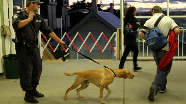 Police sniffer dogs at work at St Peters train station in Sydney ... more than two-thirds of searches do not find drugs