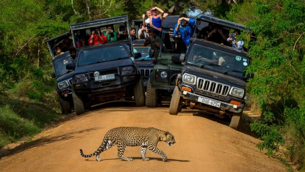 A leopard crossing the road in Yala National Park, Sri Lanka.