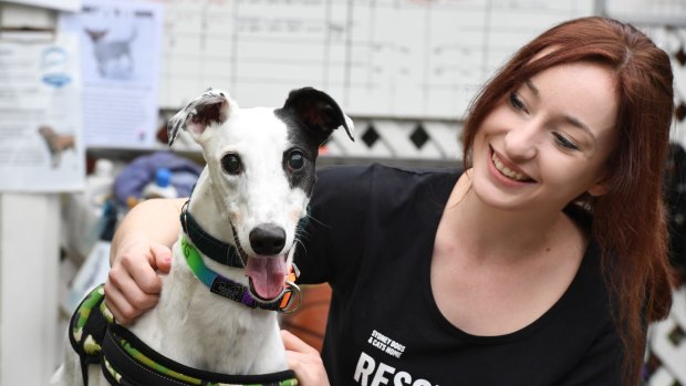 Caroline Hamilton with ex-racing greyhound Milkshake, who is at the Sydney Dogs and Cats Home waiting for a new family.