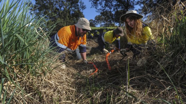 A team from Conservation Volunteers Australia at work at Ginninderra Creek, Evatt. Supervisor Brian Butler (left) with participants Tom Byles, 18, of Burra, centre and Amanda Williams, 21, of Lyneham.