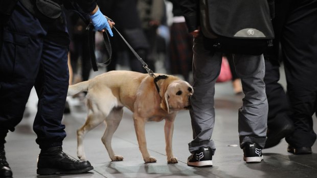 Police use a sniffer dog in search of drugs.