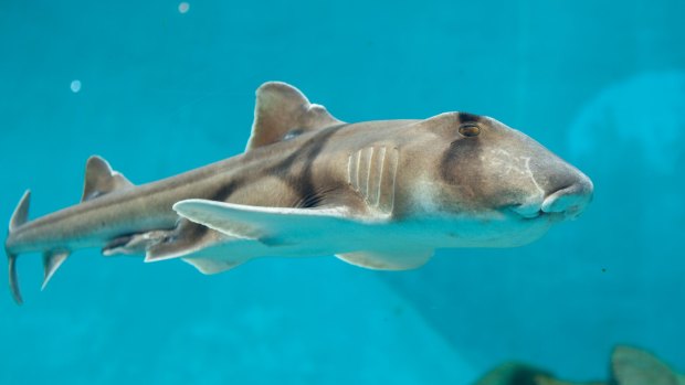 The study of Port Jackson sharks found that warmer seas stunted their growth.  