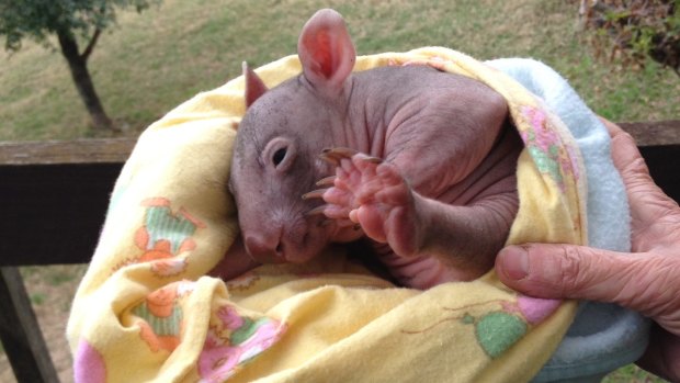 The baby wombat that survived when 10 others were run over.