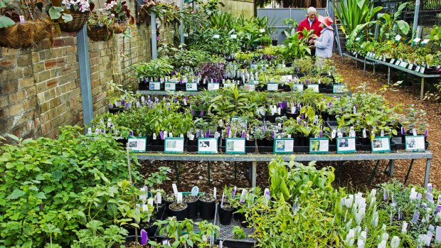 The Growing Friends plant sale at the Royal Botanic Garden Sydney.