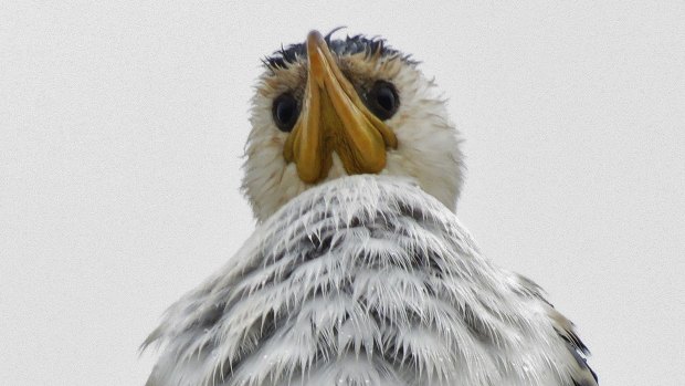 A little pied cormorant looks down on our species.  