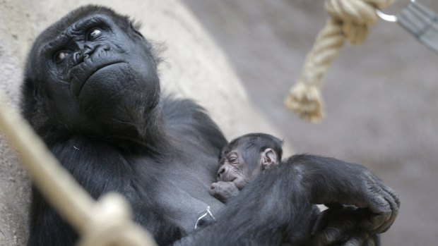 Shinda holds her newborn baby at the zoo in Prague on Sunday.