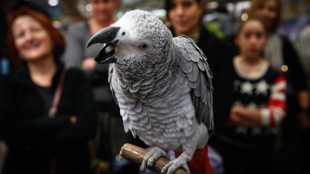 An African grey parrot: The popularity of parrots as pets is increasing.