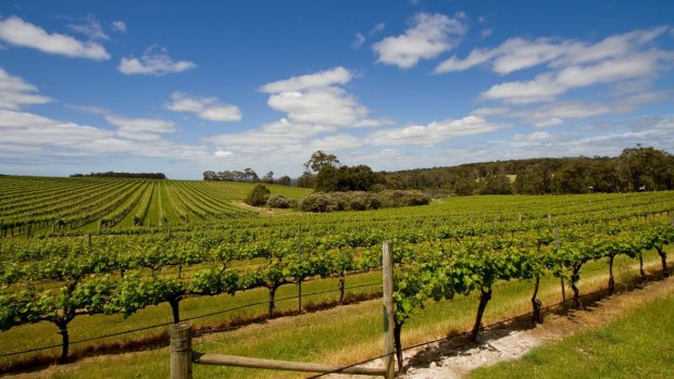 Margaret River wineries now face an uncertain future.