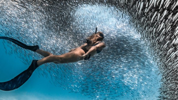 Experience spectacular snorkelling while exploring Ningaloo.