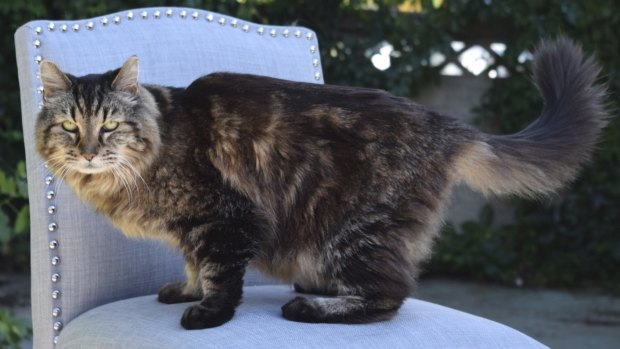 Corduroy, the new "oldest living cat" according to Guinness World Records, is shown in Sister, Oregon.