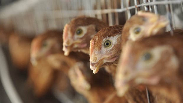 Antibiotics are routinely used on Chinese poultry farms.