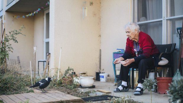 Owen Flats resident, Laurel Dakin, feeds the magpies outside her public housing flat  which is expected to be bulldozed as part of the Northbourne corridor plan. 