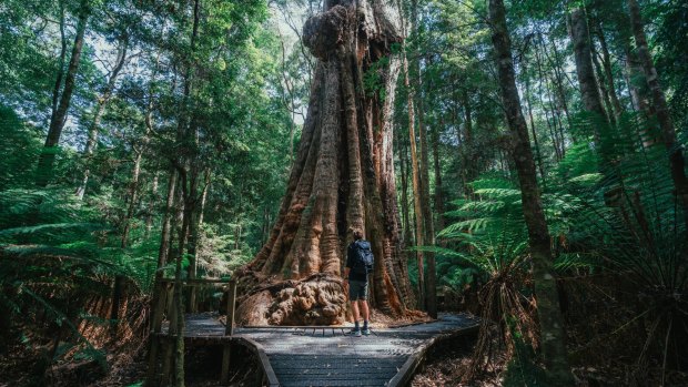 Dip River Forest Reserve is also home to the Big Tree which has a 16-metre-round base.