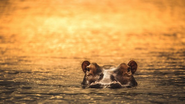  A hippo at sunset in the Selous Game Reserve, Tanzania.