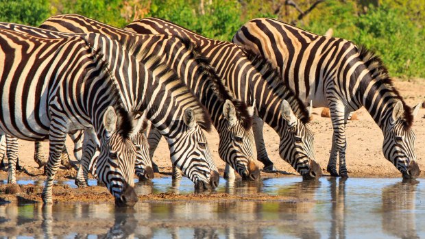 Zebras in Hwange National Park, Zimbabwe.