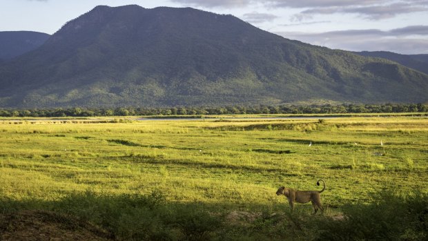 If Mana Pools were in any other southern African country, it would boast the world-wide kudos of Kenya's Masai Mara Reserve or Tanzania's Serengeti.