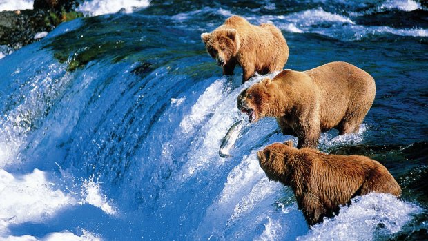 Alaska brown bears filling up on salmon.
