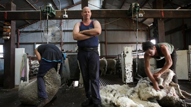 Shearing contractor Greg McAtamney, who owns Progress Shearing, with one of his shearing teams at York. 