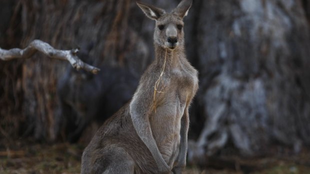 Eastern Grey kangaroo