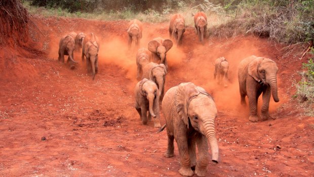 Young orphan Elephants (Loxodonta africana) out on a walk. David Sheldrick Wildlife Trust Nairobi Elephant Nursery, Kenya.