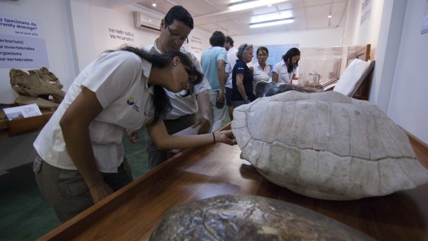 Tortoise shells at the Charles Darwin Research Station Exhibit Hall.