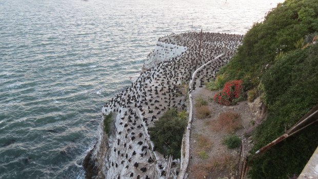 A huge number of birds nest on Alcatraz Island's rocky cliffs.