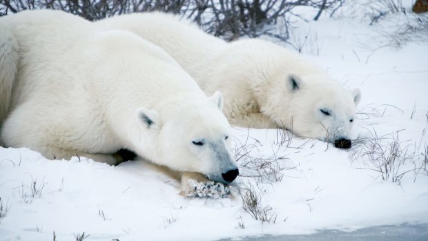 Sleeping polar bears in Churchill, northern Manitoba.
