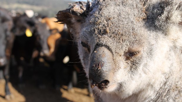 This koala was tossed and bitten by cattle while it was trying to cross the paddock a few years ago.